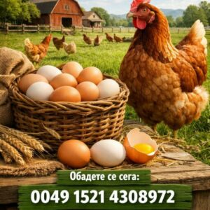 Eier von freilaufenden Hühnern